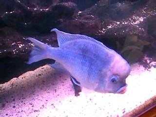 Poisson aux lèvres pulpeuses