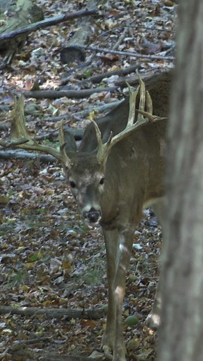 Wide load coming through! 😲 Backwoods Life | Tree Stand Buddy