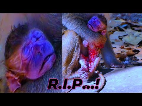 R.I.P...! Million Pitiful Baby Really Got Die After Drop Down Head Hit Hard Stone