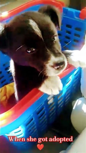 cute puppy #dog #love #viral #trending #ytshorts #explore #hearttouching