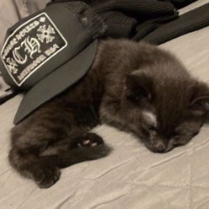 bluffed - Twitch