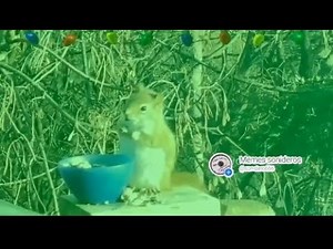 Navidad Cumbiera - DJ Alan Mendoza (TikTok)