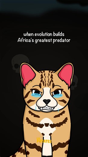 Why is the black footed cat africas deadliest creature #animafacts | black footed cat