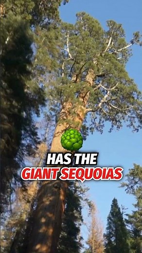 3 Amazing Facts About Coastal Redwoods Trees & Sequoia