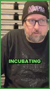 Tips for incubating python eggs!