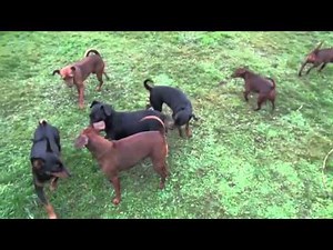 Hundehochzeit live
