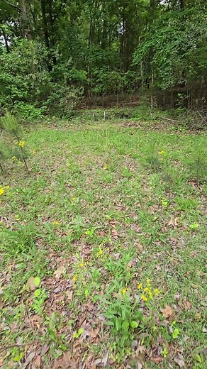 RangerRickTV (@rangerricktv)’s videos with original sound - RangerRickTV