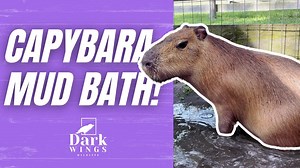 Pumpkin, our education ambassador capybara, enjoys a good mud bath! Mud is actually very good for her skin, and help keeps her coat nice and healthy. Nibbler the goose also makes an appearance! He is a Sebastopol goose, which naturally has curly feathers. His birth defect causes him to have a shortened beak and no eyes. Like some blind animals do, he spins when he is excited. #capybara #capybaras #animals #cute #cuteanimals #wildlife #farm #goose #animal #animallife #animallover | Dark Wings Wil