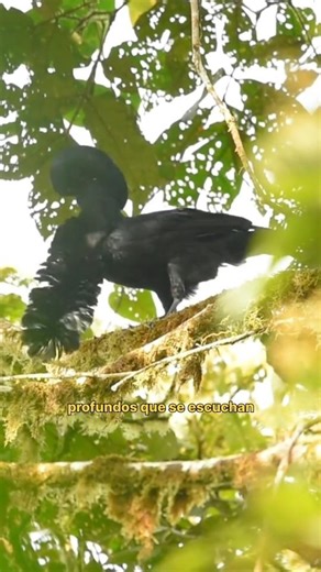 👉 This bird has a real “tie”… 😨