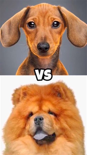 Dachshund vs chow chow vs German pointer vs German shepherd vs Canecorso