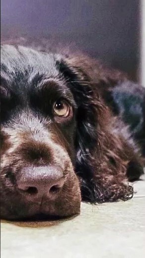 Meet the Boykin Spaniel - The Swamp Poodle
