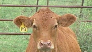 New study says drinking milk can improve brain health in older adults