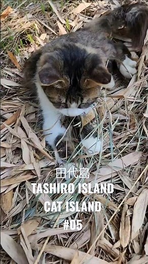 落ち葉で遊ぶ田代島のこねこ- A Little Tashirojima Kitten Playing with Fallen Leaves 🍂🐈