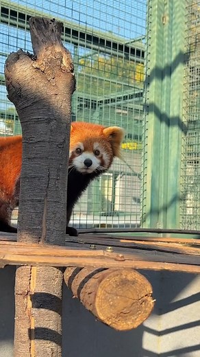 33K views · 3.8K reactions | Today, I caught a beautiful female red panda named Wenwen! #PandaMood #SuchPanda #PandaVibes #BearyCute | Red Panda Lover | Facebook