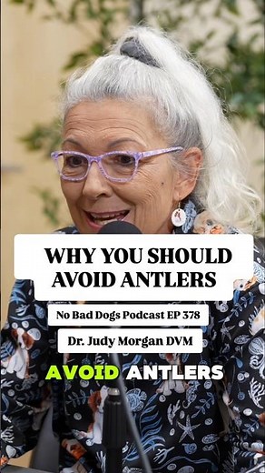 Why antlers can damage dogs’ teeth and safer chew options for dog owners