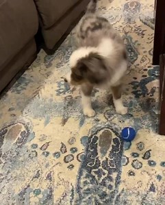 The struggle is real😪 | Best of Aussies Doing Things