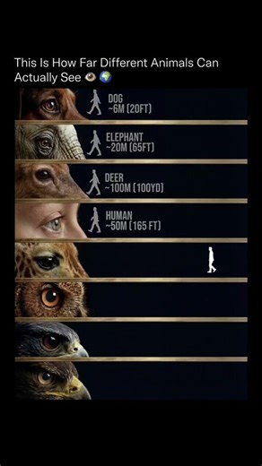 how far the animals can actually see ,the visual representation shows the abilities of animals eyes