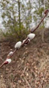 Urban Forestry | Maple Flowers