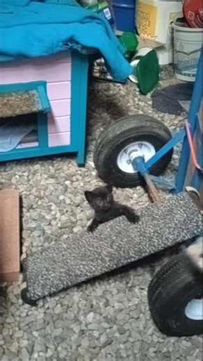 Squeaky Mouse Scares Kitten 🤣💕😸 #cats #kitten #shortsfeed #shorts