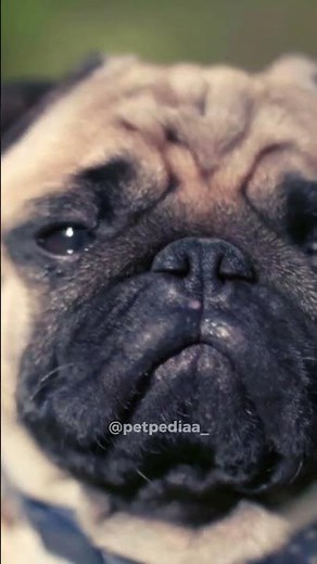 pug breathing problem #petpediaa
