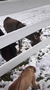 Baby Yoda and his crew! Please consider a donation to Hello Bully this Giving Tuesday! ❤️💙❤️ | Hello Bully