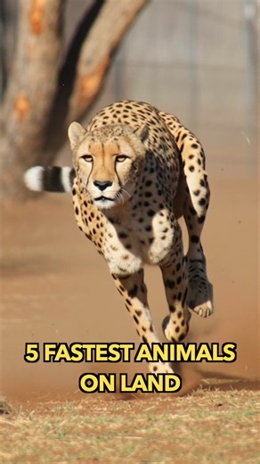 5 Fastest Animals On Land | Engineering & Science