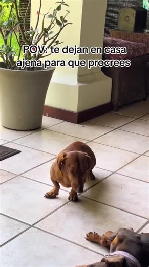 Dachshund Gets So Tired That He Starts Dozing off While Standing