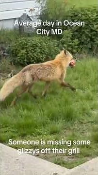 Unbelievable Wild Animal Clips 😂 | Funny Deer, Fox, Rabbit & More!