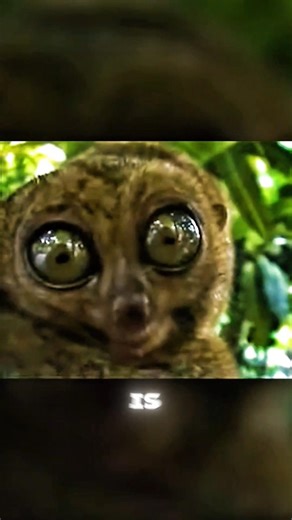 The Animal People Believe Digs Up Graves at Night | Tarsier Facts #facts #wildlife #shorts