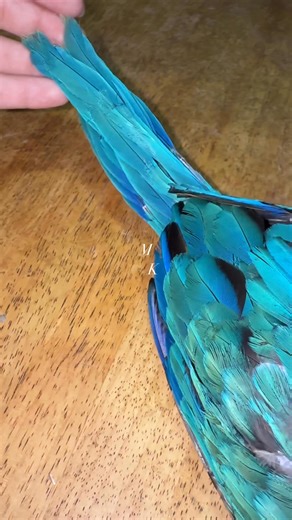 12K views · 253 reactions | The Majestic Blue and Gold Macaw  | Mc Kelly Ang | Facebook