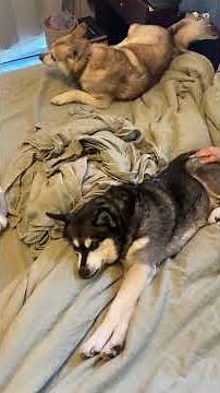 Adorable Mini Huskies Help Mommy Recover From Endo Excision Surgery