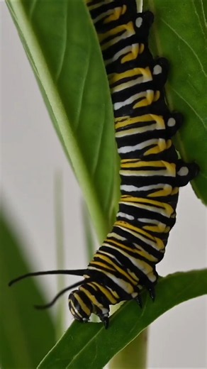 This caterpillar eats its own skin?!