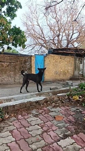 दुर्गेश भाई 😳 funny Vlog | #short #shortsfeed