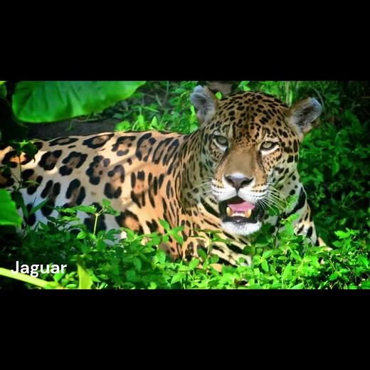 Jaguar Roar Sound Effects #orcaeffects, #jaguar, #soundeffects, #creatorsearchinsights