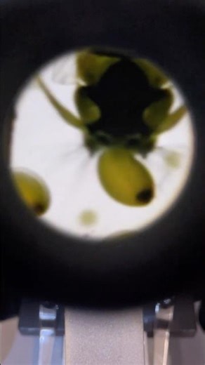 bee egg laying under microscope