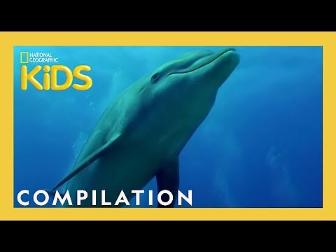 Awesome 8 Animals | 13 Minutes | Nat Geo Kids Compilation | ‪@natgeokids‬