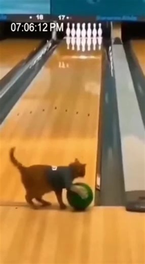 Cat Bowling At Bowling Alley