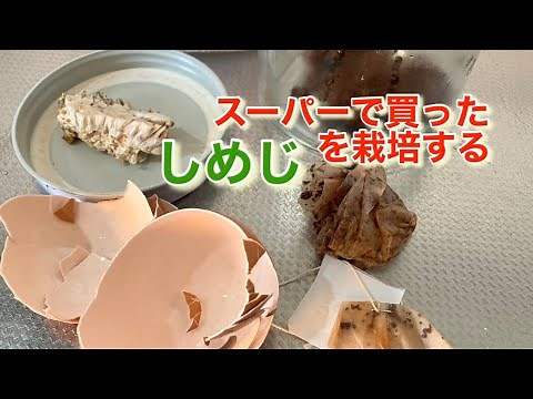 廃材でキノコを育てよう#しめじ#キノコ栽培