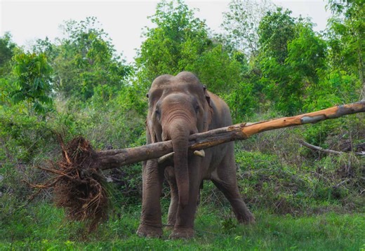 Why Does This Massive Elephant Shake a Tree Until It Falls Over?