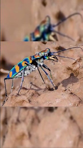 Tiger Beetle: The Fastest Insect on Earth!