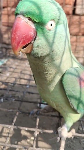 mitto 🦜 bete #nonstoptalkingparrot #birds #talkingparot #funny #mithukibatain