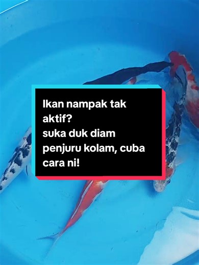 Cara Atasi Ikan Koi Stres dengan Soda Bikarbonat