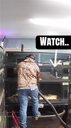 I almost made a big mistake cleaning this snake enclosure… 😬🐍 #snake #reptiles #snakebite