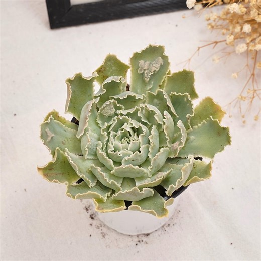 Echeveria Shaviana Pink Frills, Rare Succulent and Best Gift - Etsy