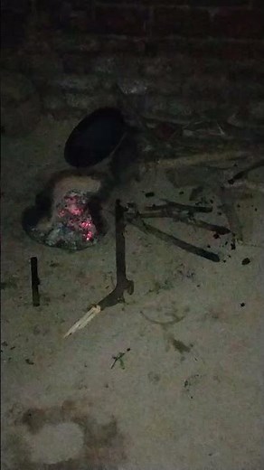 🐱 Cat Hunting Rat | Real Animal Hunting Scene 🐭