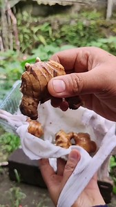 329K views · 5.6K reactions | Tanam jahe sendiri dirumah #jahe #caratanamjahemudah #tanamjahedipolybag #berkebundihalamanrumah #minigarden #tipsmenanamjahe #irt | Oktona Ria Purba | Facebook