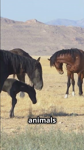 The Wild Mustang - America's Untamed Spirit