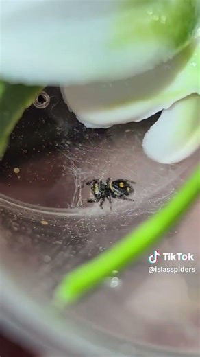 #spider #jumpingspider #pets #breeding #spiders