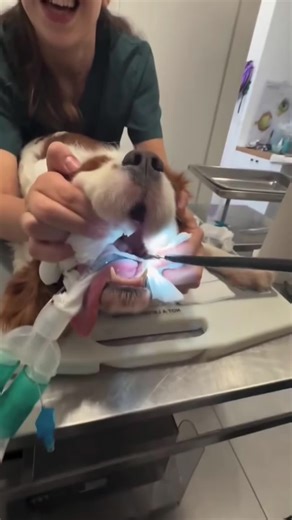 Hilarious Moments of Dogs Exploring with Their Mouths