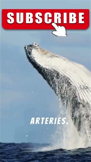 largest animals in the world #largest animals in the world #largest animal #elephant #seaworld